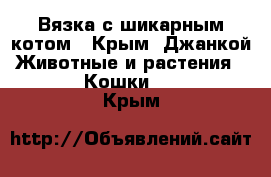 Вязка с шикарным котом - Крым, Джанкой Животные и растения » Кошки   . Крым